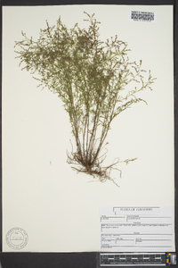 Lechea tenuifolia image