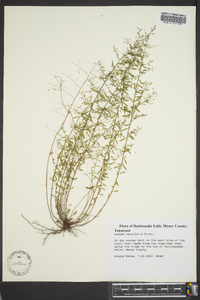 Lechea tenuifolia image