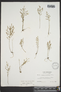 Lechea tenuifolia image