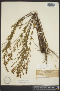 Lechea mucronata image