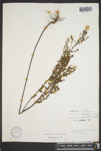 Lechea mucronata image