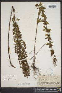 Lechea mucronata image