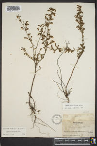 Lechea mucronata image