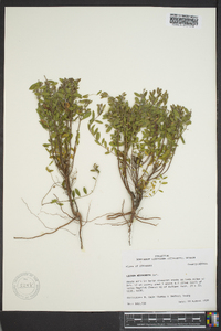 Lechea mucronata image