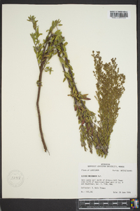 Lechea mucronata image