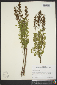 Lechea mucronata image