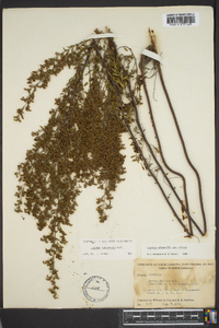 Lechea mucronata image