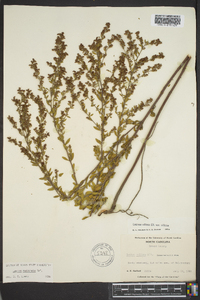 Lechea mucronata image