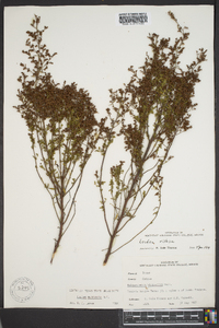 Lechea mucronata image