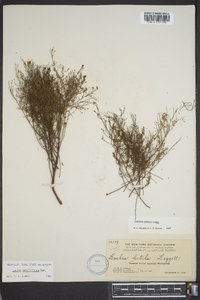 Lechea sessiliflora image