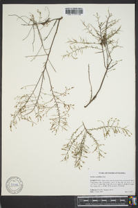 Lechea sessiliflora image