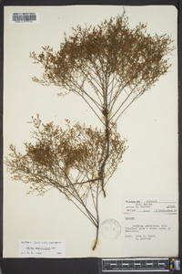 Lechea sessiliflora image