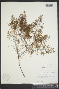 Lechea sessiliflora image