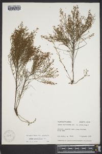 Lechea sessiliflora image