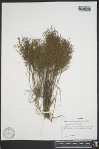 Lechea tenuifolia image