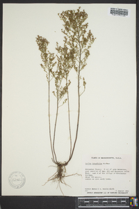 Lechea tenuifolia image