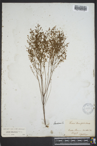 Lechea tenuifolia image