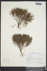 Lechea tenuifolia image