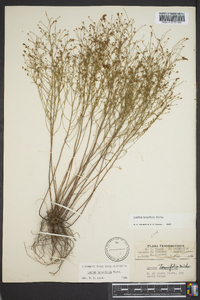 Lechea tenuifolia image