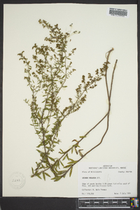 Lechea mucronata image