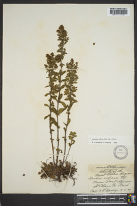 Lechea mucronata image