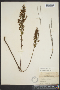 Lechea mucronata image