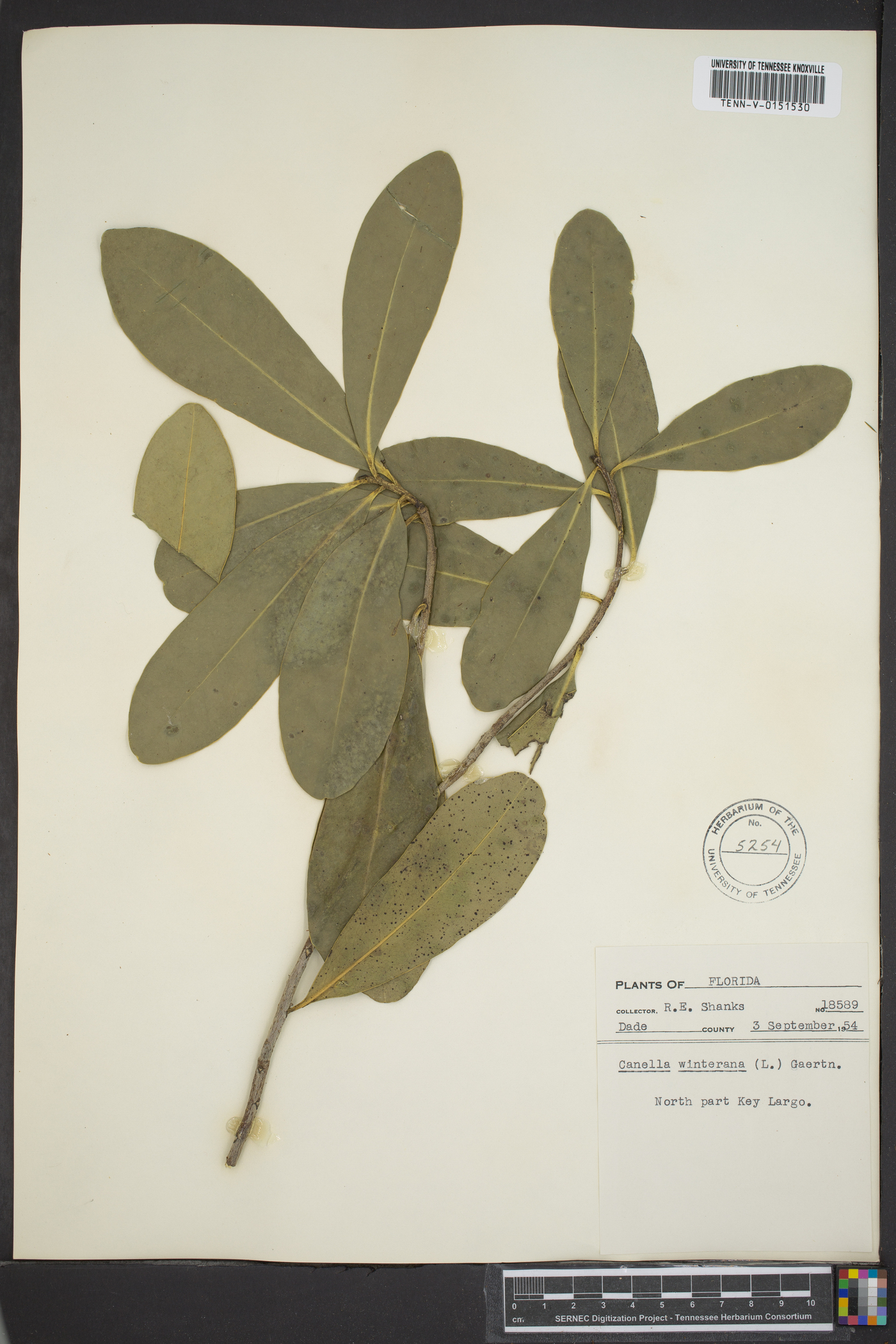 Canella winterana image