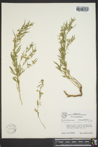 Hybanthus verticillatus var. verticillatus image