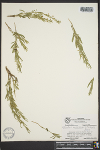 Hybanthus verticillatus var. verticillatus image