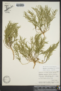 Hybanthus verticillatus var. verticillatus image