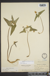 Viola hastata image