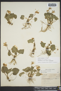 Viola hirsutula image