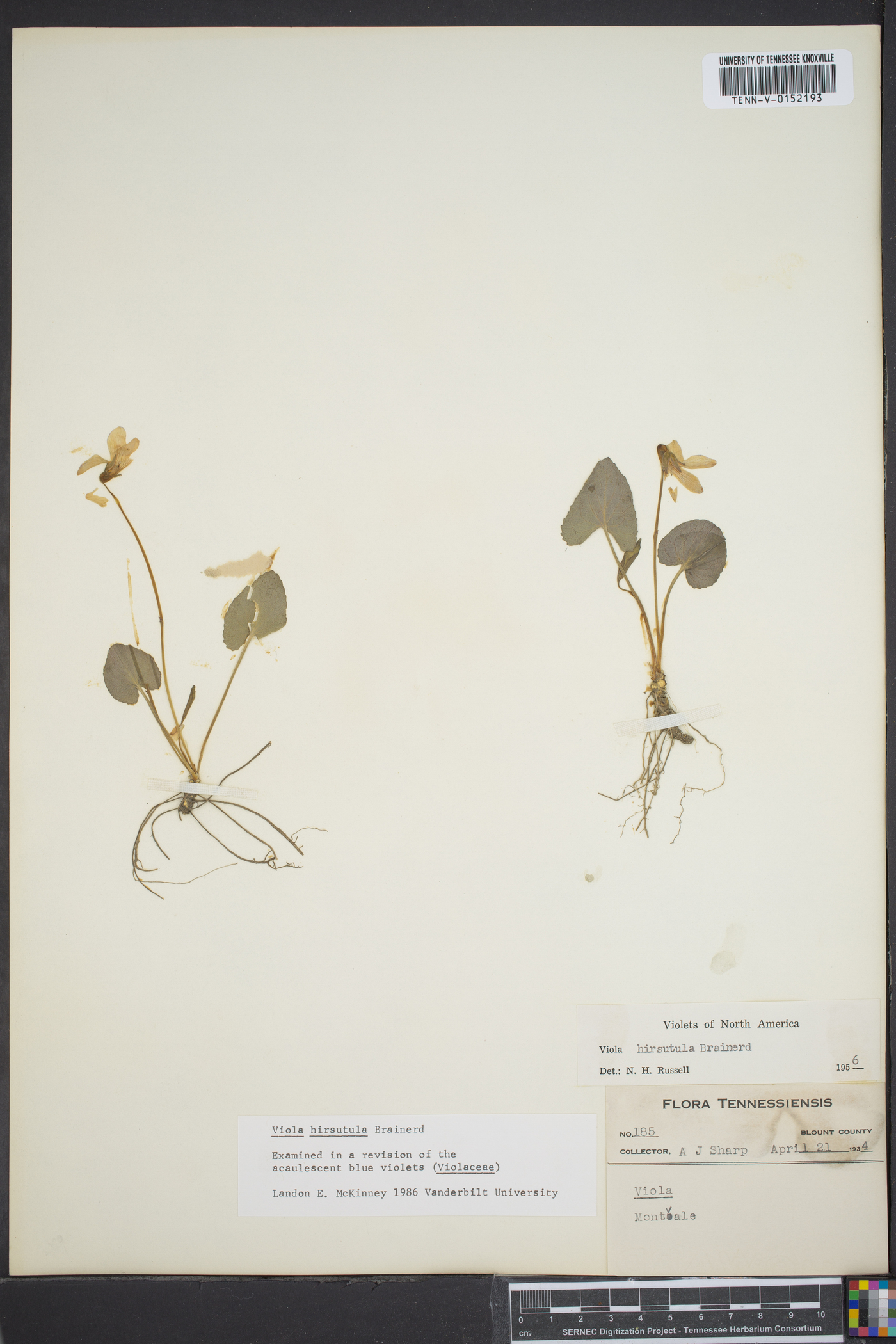 Viola hirsutula image