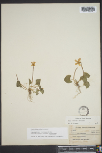 Viola hirsutula image