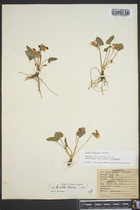 Viola hirsutula image