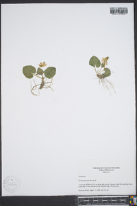 Viola hirsutula image