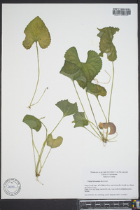 Viola hirsutula image