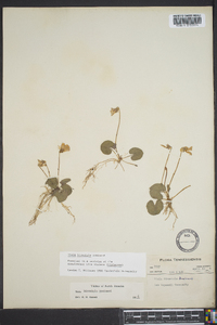 Viola hirsutula image