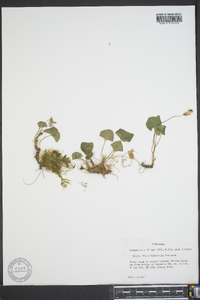 Viola hirsutula image