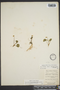 Viola macloskeyi var. pallens image