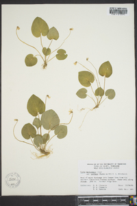 Viola macloskeyi var. pallens image