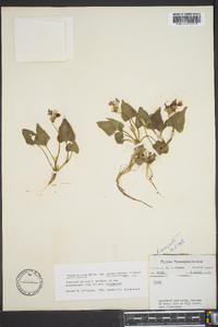 Viola missouriensis image