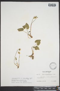 Viola missouriensis image