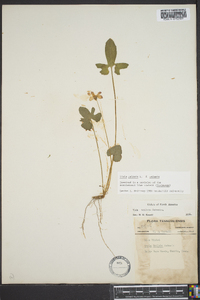 Viola palmata image