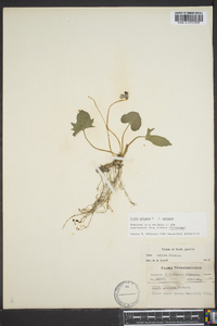 Viola palmata image