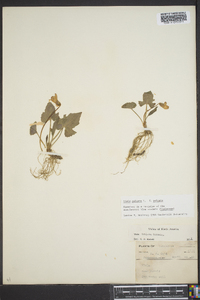 Viola palmata image