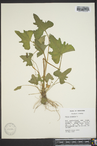 Viola palmata image