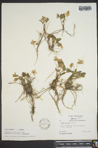 Viola palmata image