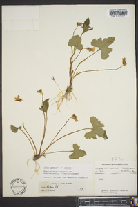 Viola palmata image