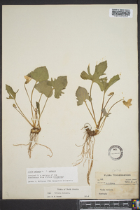 Viola palmata image